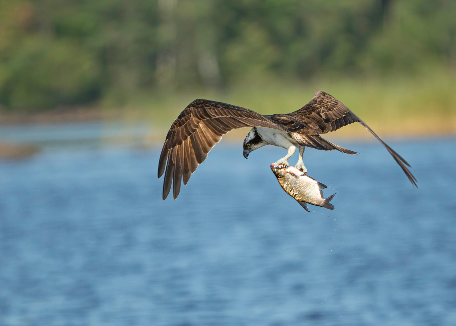 Osprey gracefully flying with a fresh catch over a serene lake, showcasing nature's raw beauty.